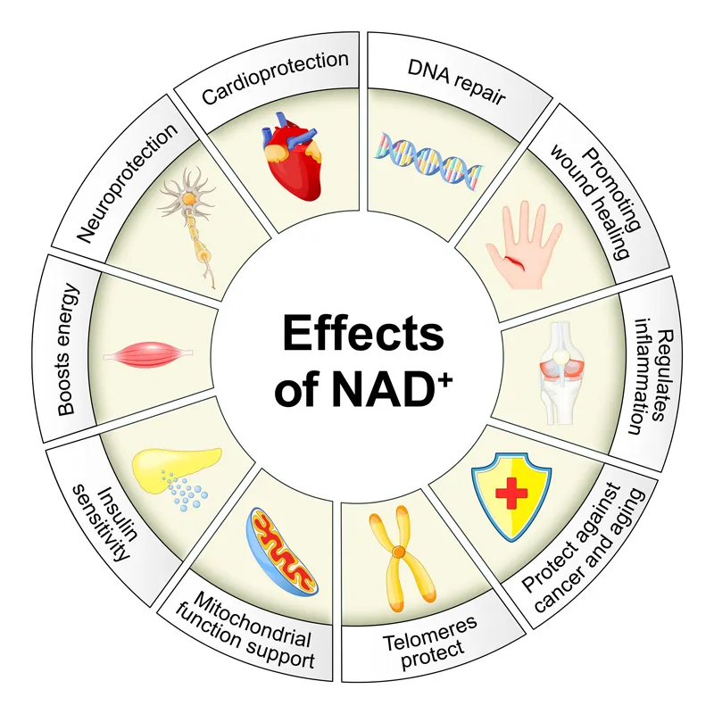 Key benefits of NAD+ infographic.